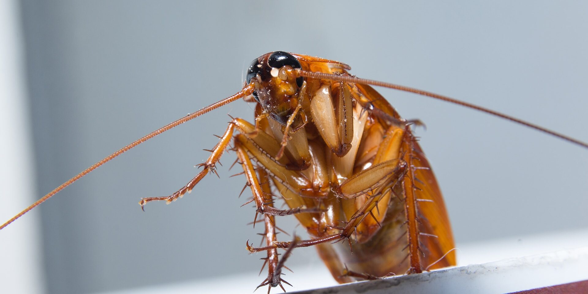 BrockPest_BlogImage_Pest_Myths_Busted_Separating_Fact_from_Fiction