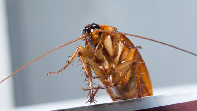 BrockPest_BlogImage_Pest_Myths_Busted_Separating_Fact_from_Fiction