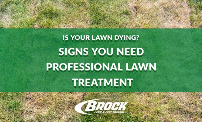 BrockPest_BlogImage_Is-Your-Lawn-Dying Is Your Lawn Dying Signs You Need Professional Lawn Treatment Brock Lawn & Pest Control Blog