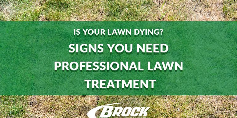 Is Your Lawn Dying Signs You Need Professional Lawn Treatment Brock Lawn & Pest Control Blog