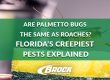 Are Palmetto Bugs the Same as Roaches Florida’s Creepiest Pests Explained Brock Lawn & Pest Control Blog