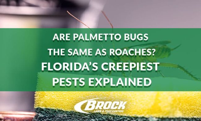 BrockPest_BlogImage_Floridas-Creepiest-Pests-Explained Are Palmetto Bugs the Same as Roaches Florida’s Creepiest Pests Explained Brock Lawn & Pest Control Blog
