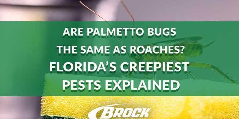 BrockPest_BlogImage_Floridas-Creepiest-Pests-Explained Are Palmetto Bugs the Same as Roaches Florida’s Creepiest Pests Explained Brock Lawn & Pest Control Blog