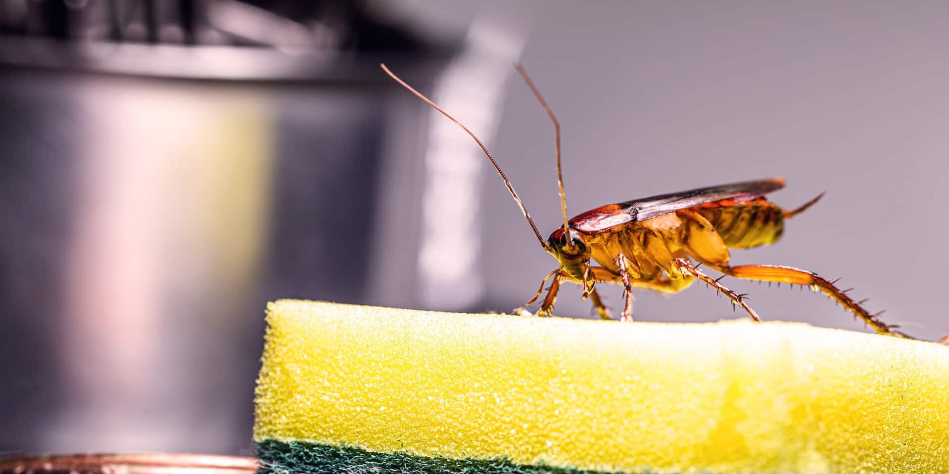 BrockPest_BlogImage_Floridas-Creepiest_Pests-Explained