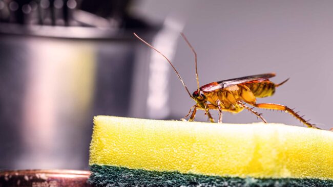 BrockPest_BlogImage_Floridas-Creepiest_Pests-Explained
