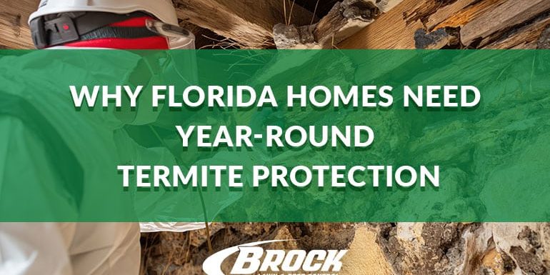 BrockPest-BlogImage-Florida-Home-Termite-Protection Why Florida Homes Need Year-Round Termite Protection Brock Lawn & Pest Control Blog