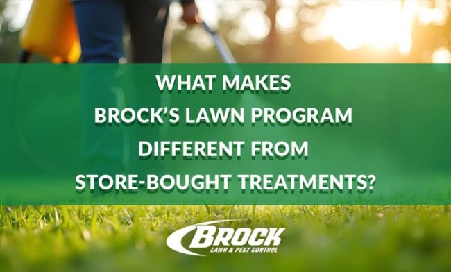 BrockPest_BlogImage_What-Makes-Brocks-Lawn-Program-Different-from-Store-Bought-Treatments What Makes Brock’s Lawn Program Different from Store-Bought Treatments
