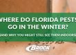 Where Do Florida Pests Go in the Winter With Brock Lawn & Pest Control