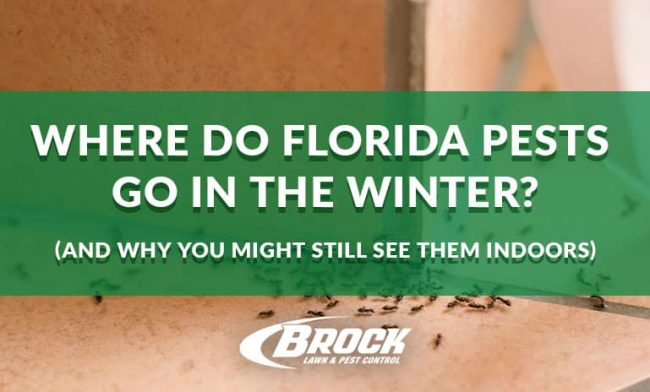BrockPest_BlogImage_Where-Do-Florida-Pests-Go-in-the-Winter Where Do Florida Pests Go in the Winter With Brock Lawn & Pest Control