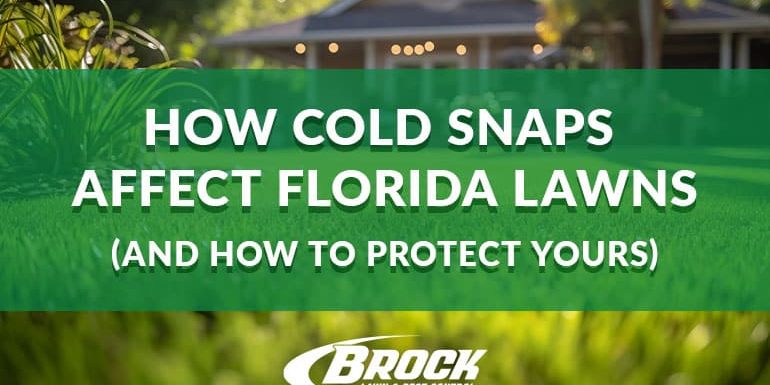 How Cold Snaps Affect Florida Lawns (And How to Protect Yours) Brock Lawn & Pest Control