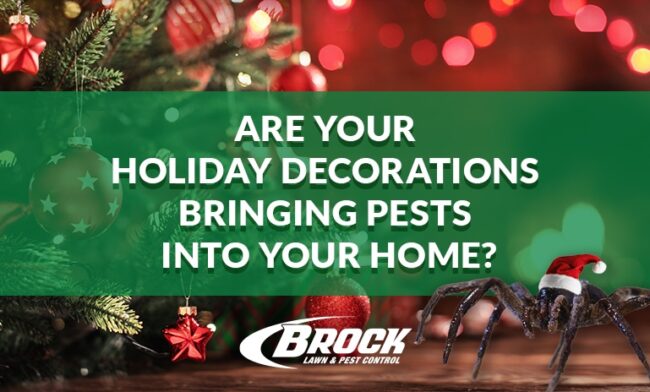 Are Your Holiday Decorations Bringing Pests Into Your Home? Brock Lawn & Pest Control Blog