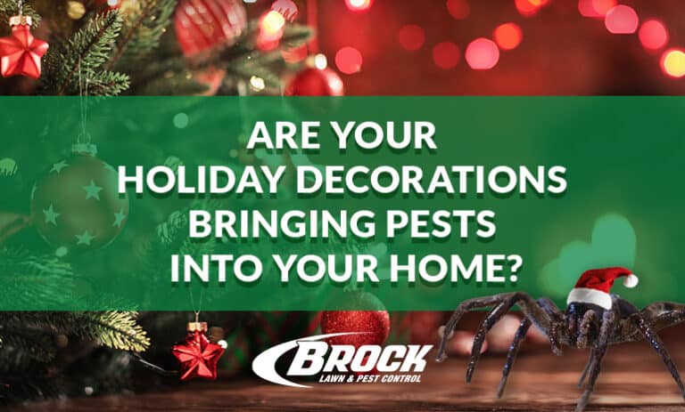 Are Your Holiday Decorations Bringing Pests Into Your Home? Brock Lawn & Pest Control Blog