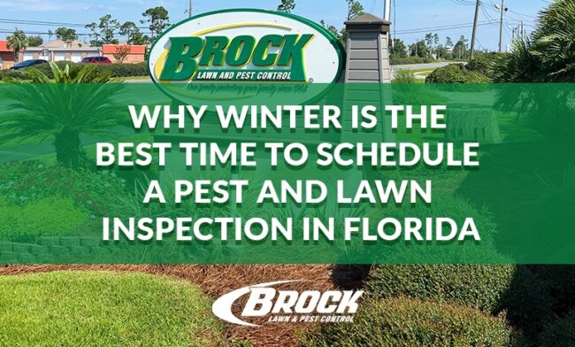 BrockPest_BlogImage_Why-Winter-Best-Time-Schedule-Pest-Lawn-Inspection-Florida Why Winter Is the Best Time to Schedule a Pest and Lawn Inspection in Florida with Brock Lawn & Pest Control