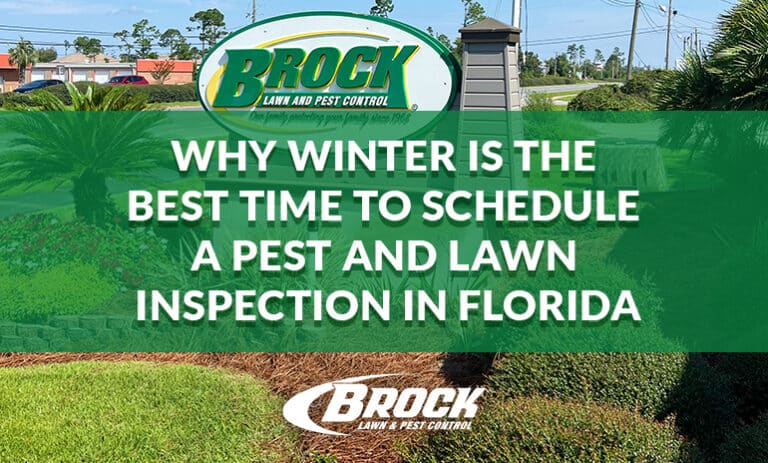 Why Winter Is the Best Time to Schedule a Pest and Lawn Inspection in Florida with Brock Lawn & Pest Control
