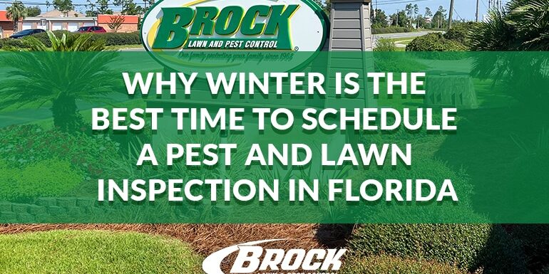 BrockPest_BlogImage_Why-Winter-Best-Time-Schedule-Pest-Lawn-Inspection-Florida Why Winter Is the Best Time to Schedule a Pest and Lawn Inspection in Florida with Brock Lawn & Pest Control