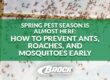 Spring Pest Season Is Almost Here: How to Prevent Ants, Roaches, and Mosquitoes Early with Brock Lawn & Pest Control in Fort Walton Beach FL