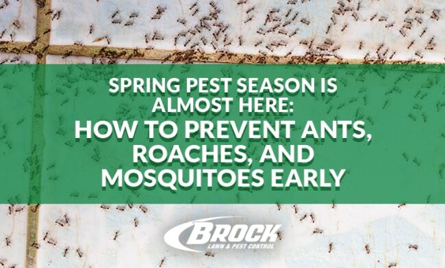 BrockPest_BlogImage_How-to-Prevent-Ants-Roaches-Mosquitoes-Early Spring Pest Season Is Almost Here: How to Prevent Ants, Roaches, and Mosquitoes Early with Brock Lawn & Pest Control in Fort Walton Beach FL
