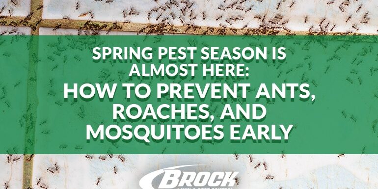 BrockPest_BlogImage_How-to-Prevent-Ants-Roaches-Mosquitoes-Early Spring Pest Season Is Almost Here: How to Prevent Ants, Roaches, and Mosquitoes Early with Brock Lawn & Pest Control in Fort Walton Beach FL