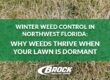 Winter Weed Control in Northwest Florida: Why Weeds Thrive When Your Lawn Is Dormant with Brock Lawn & Pest Control