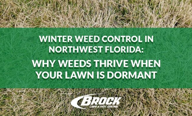 BrockPest_BlogImage_Winter-Weed-Control-in-Northwest-Florida Winter Weed Control in Northwest Florida: Why Weeds Thrive When Your Lawn Is Dormant with Brock Lawn & Pest Control