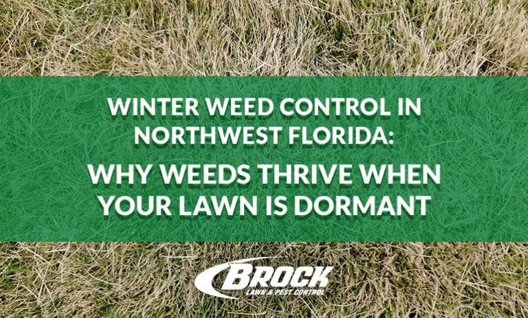 Winter Weed Control in Northwest Florida: Why Weeds Thrive When Your Lawn Is Dormant with Brock Lawn & Pest Control