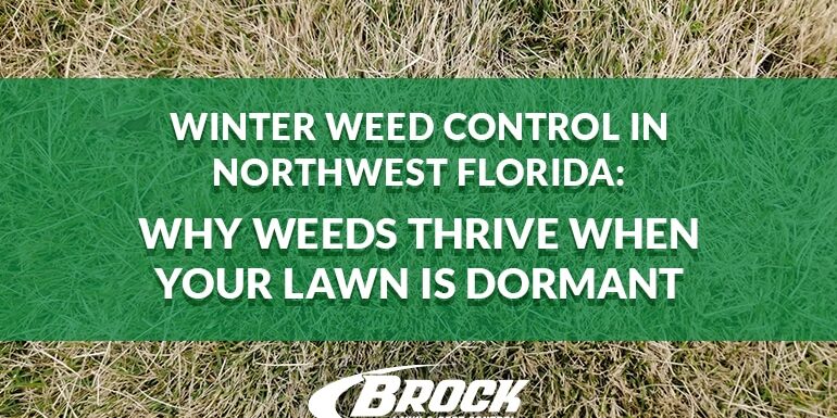 Winter Weed Control in Northwest Florida: Why Weeds Thrive When Your Lawn Is Dormant with Brock Lawn & Pest Control