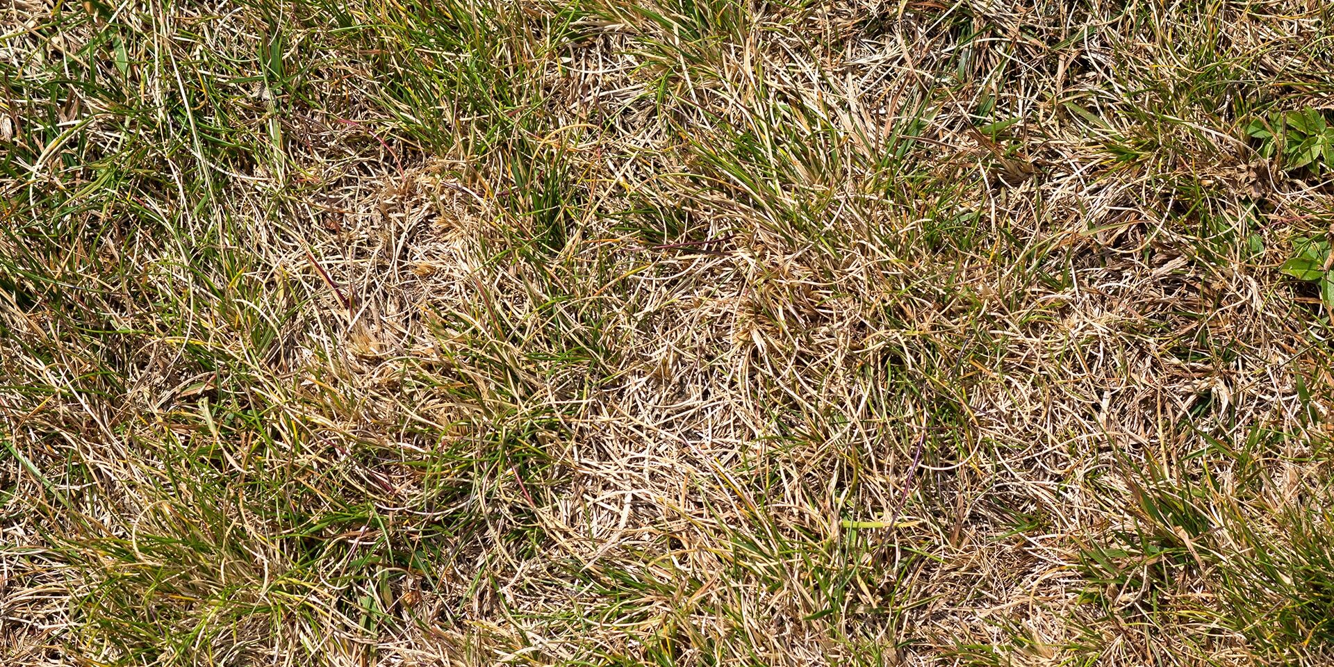 BrockPest_BlogImage_Common-Spring-Lawn-Problems-Panama-City-Beach-Fort-Walton-Beach