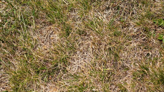 BrockPest_BlogImage_Common-Spring-Lawn-Problems-Panama-City-Beach-Fort-Walton-Beach