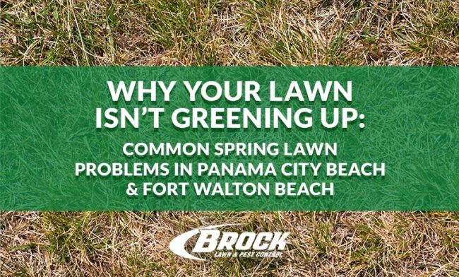 Why Your Lawn Isn’t Greening Up: Common Spring Lawn Problems in Panama City Beach & Fort Walton Beach Brock Lawn & Pest Control