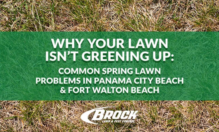 Why Your Lawn Isn’t Greening Up: Common Spring Lawn Problems in Panama City Beach & Fort Walton Beach Brock Lawn & Pest Control
