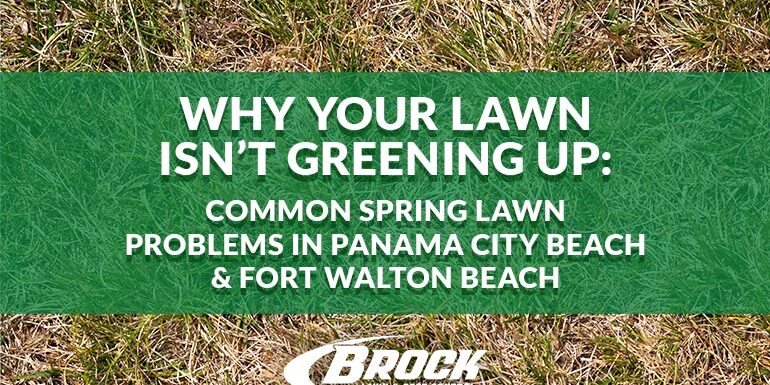 Why Your Lawn Isn’t Greening Up: Common Spring Lawn Problems in Panama City Beach & Fort Walton Beach Brock Lawn & Pest Control