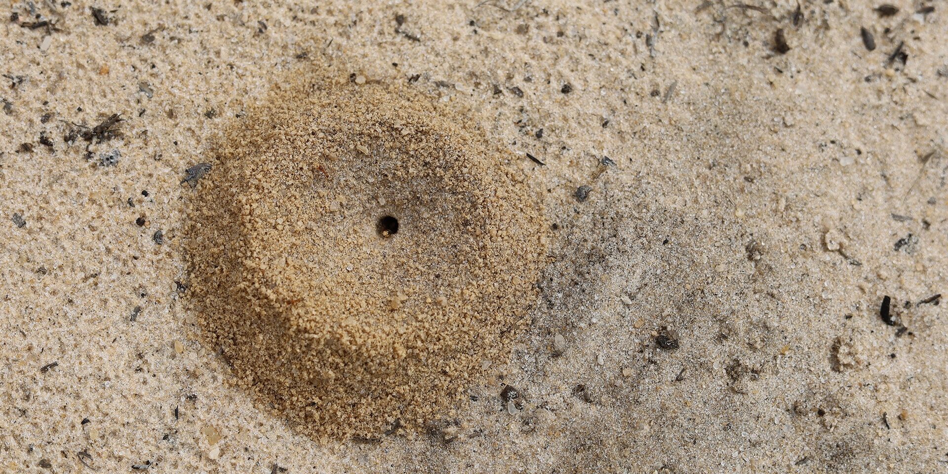 BrockPest_BlogImage_The-Truth-About-Sand-Soil-and-Pests