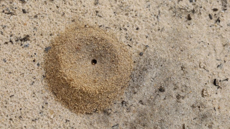 BrockPest_BlogImage_The-Truth-About-Sand-Soil-and-Pests