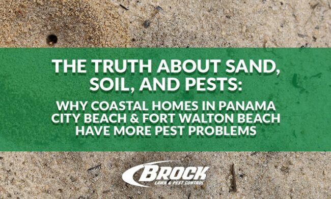 The Truth About Sand, Soil, and Pests: Why Coastal Homes in Panama City Beach & Fort Walton Beach Have More Pest Problems with Brock Lawn & Pest Control