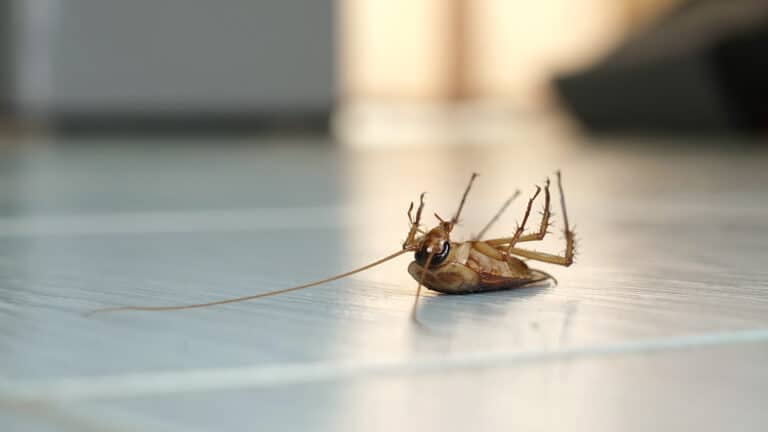 BrockPest_BlogImage_Why-Do-I-Keep-Finding-Dead-Roaches-in-My-House_-Is-That-Actually-a-Good-Sign_