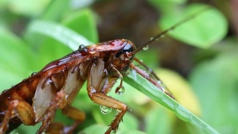 BrockPest_BlogImage_Why-Summer-Roach-Problems-Are-Worse-Near-the-Coast-and-How-to-Stop-Them
